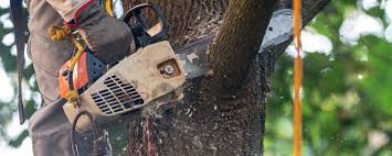 Trusted Laurinburg, NC Tree Care  Experts