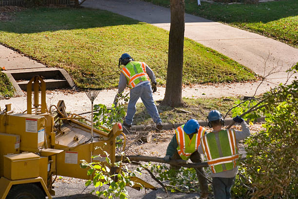 How Our Tree Care Process Works  in  Laurinburg, NC